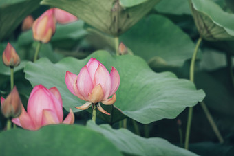 荷花墨绿风格夏季图片