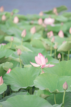 夏季清新荷花池图片