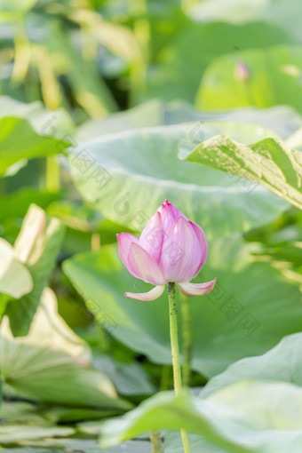 夏天<strong>荷花</strong>池里的<strong>荷花</strong>