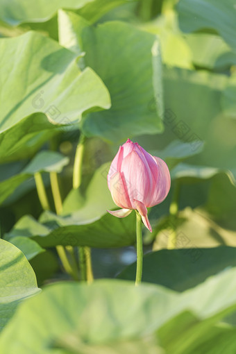 夏季<strong>荷花</strong>池里的<strong>荷花</strong>