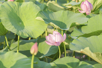 夏季荷花池<strong>盛开</strong>的荷花