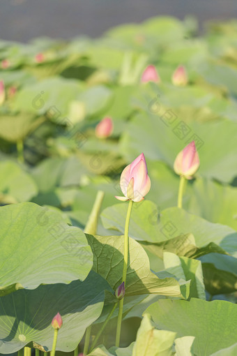 <strong>荷花</strong>池盛开的<strong>荷花</strong>图片