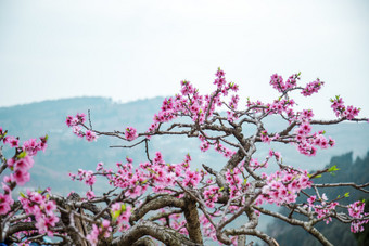 春天盛开的桃花