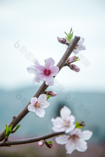 春日盛开的桃花