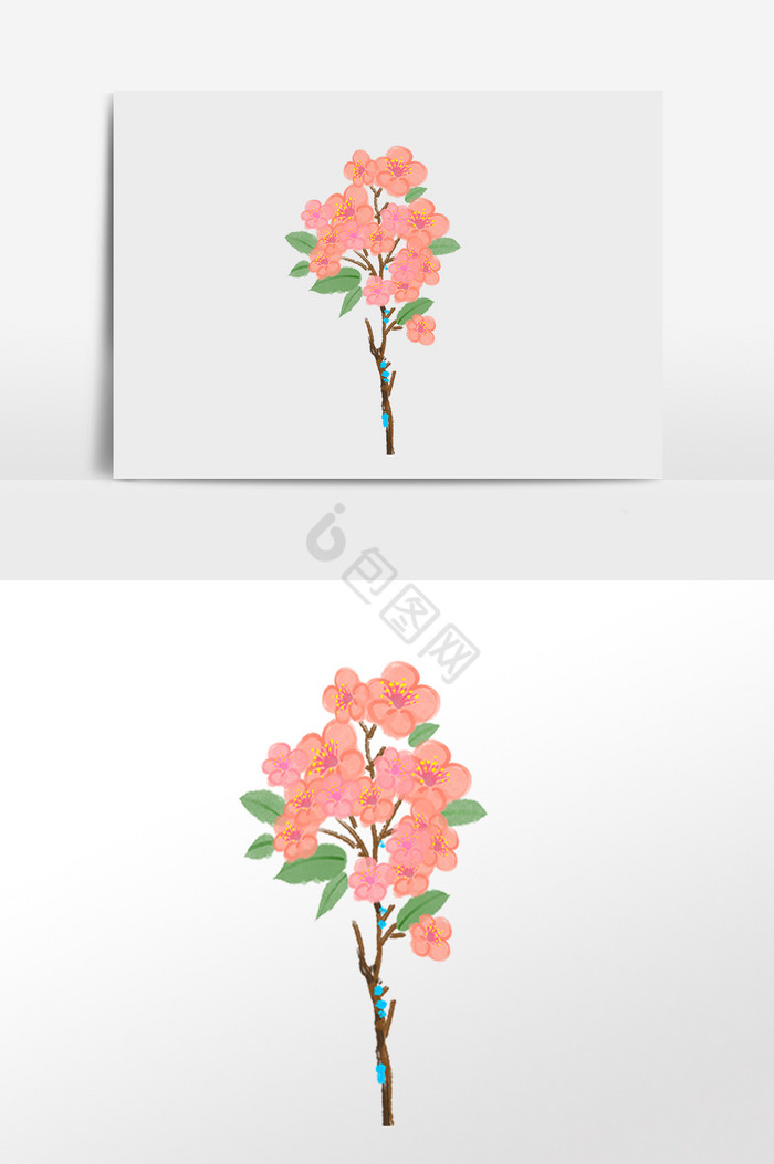 春季植物樱花花枝插画图片