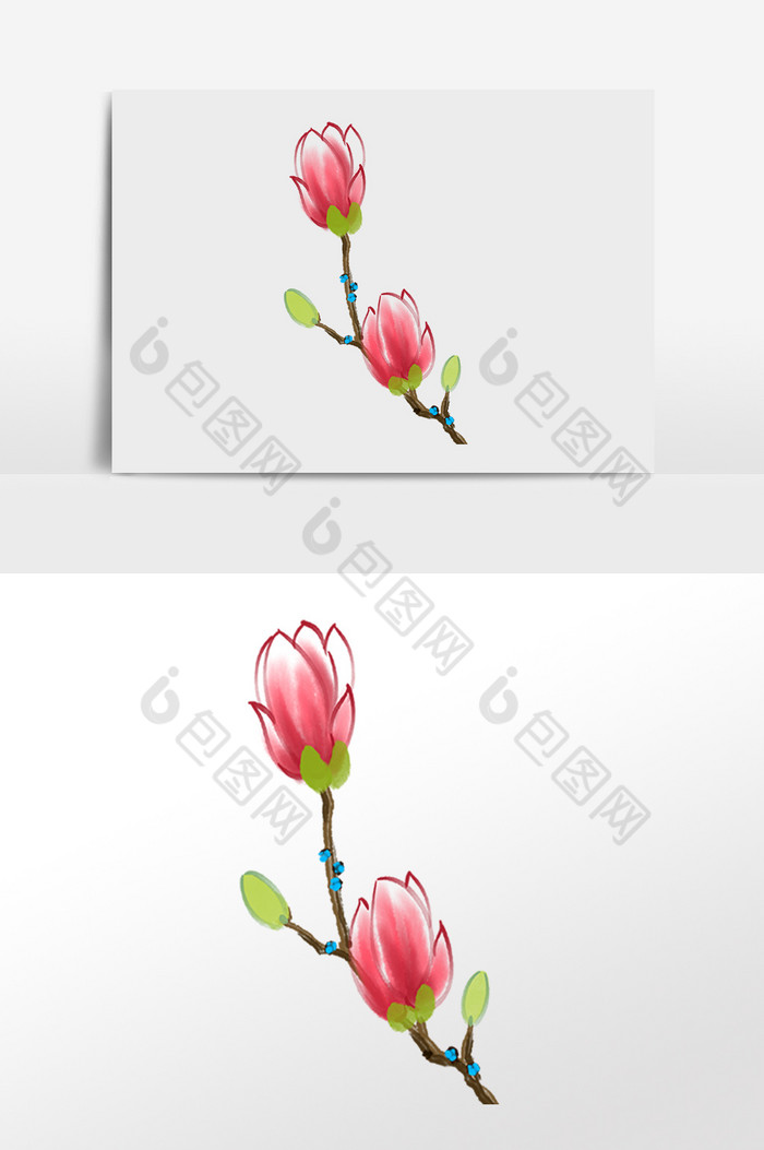 春季植物兰花朵插画图片图片