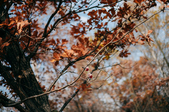 秋季挂在树枝上的墨镜