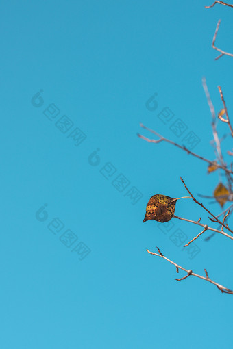 秋季天空下的枯枝树叶