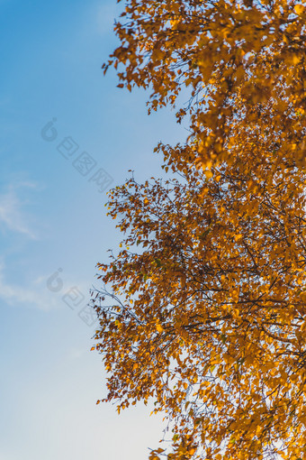 秋天蓝天下的桦树枝