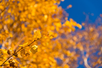 秋天叶子金色季节