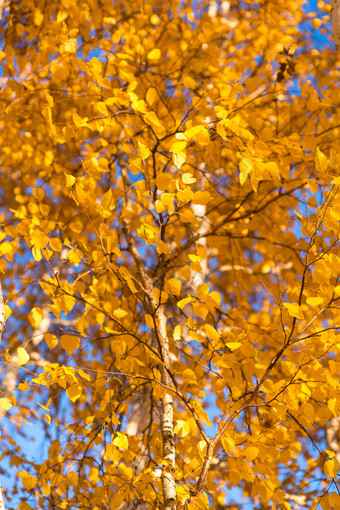 户外秋天的金色树叶