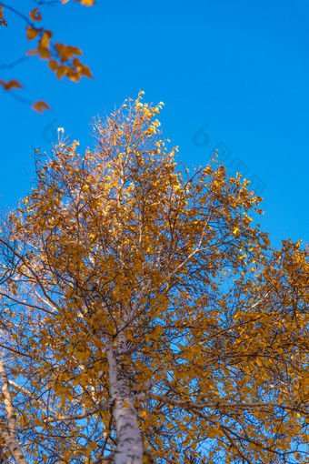秋季变色的白桦树与天空