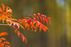 秋季阳光下的红叶