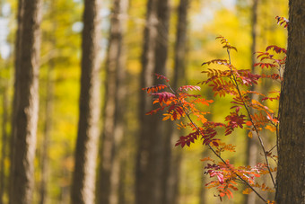 秋天的松林美丽图片