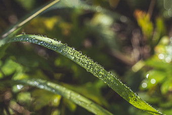 秋天户外沾满雨水的青草