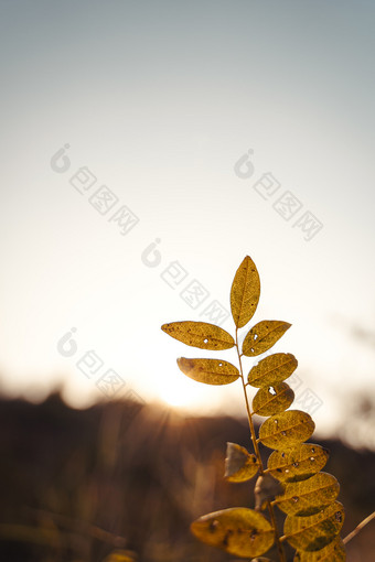 立秋时节户外落日野草