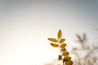 深秋时节<strong>的</strong>逆光叶子