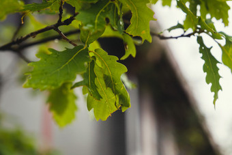 秋季雨后挂满水珠<strong>的</strong>树叶