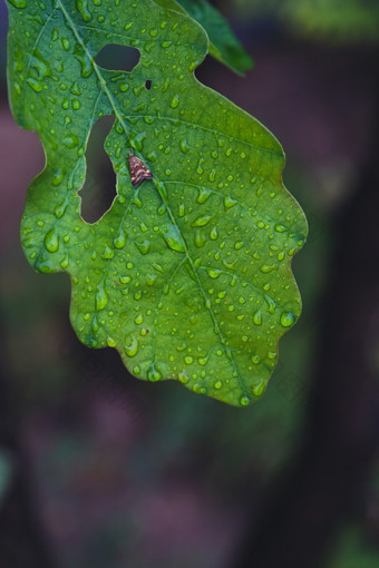 秋天雨后<strong>的</strong>残破绿叶