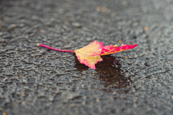 初秋雨后掉落的叶子