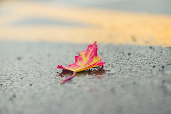 秋季雨后掉落地面的叶子
