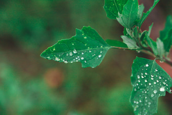 沾满雨水露水<strong>的</strong>绿叶