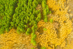 秋季松林航拍秋景图片