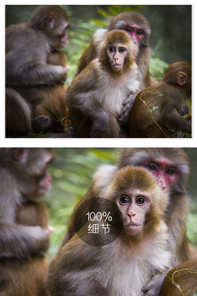 群居动物猴子特写