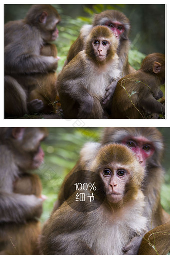 群居动物猴子特写图片