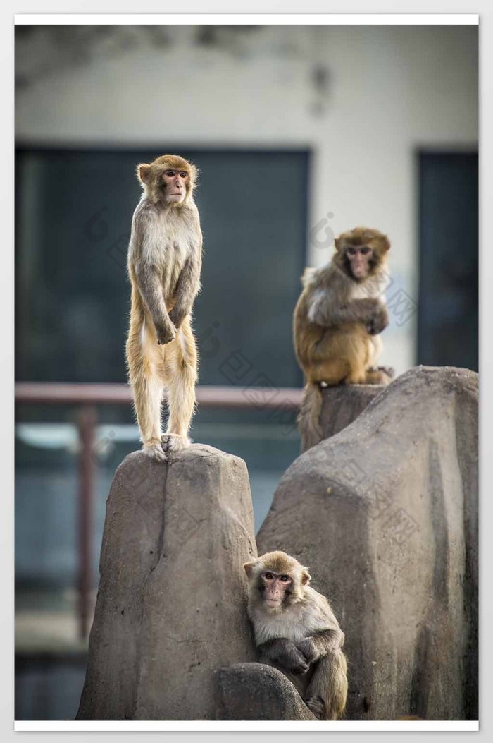 群居遥望远方的猴子图片图片