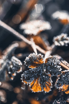 霜降节气户外上霜结冰植物