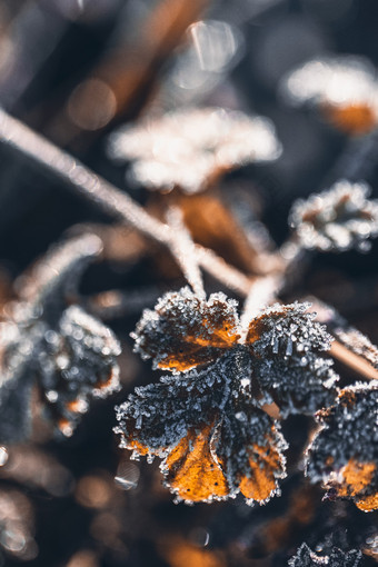 霜降节气户外上霜结冰植物