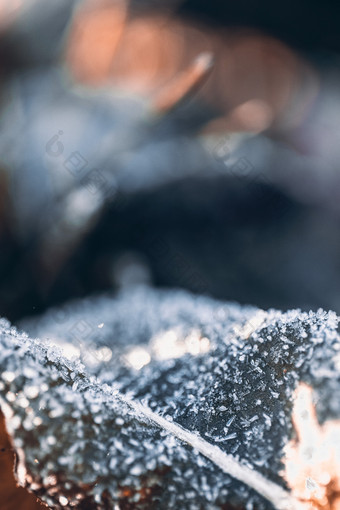 霜降立冬节气户外植物素材