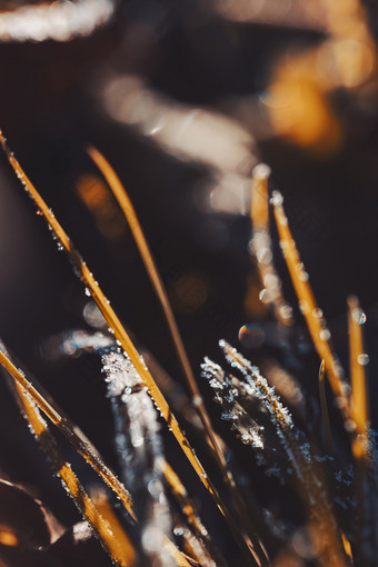 立冬植物结冰冰晶素材