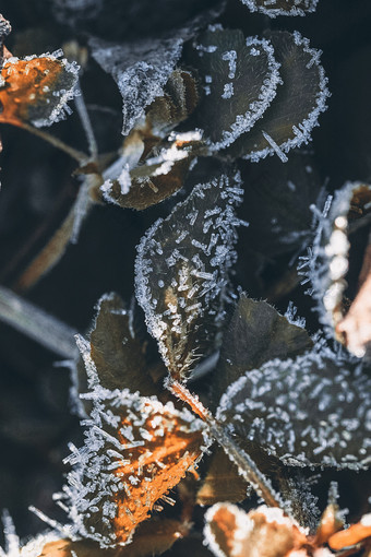 冬季叶片结冰立冬素材