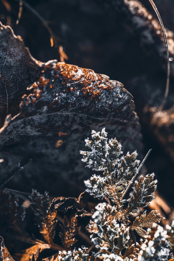 霜降立冬节气结冰晶的枯草