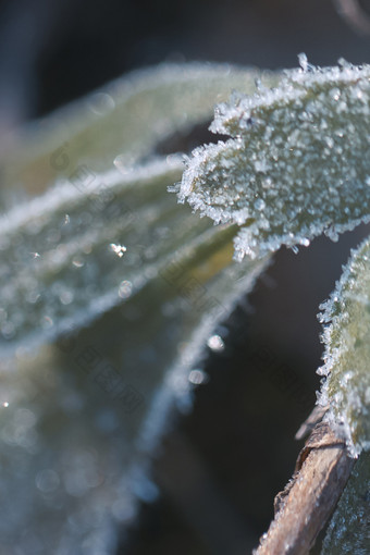 霜降节气结霜植物素材