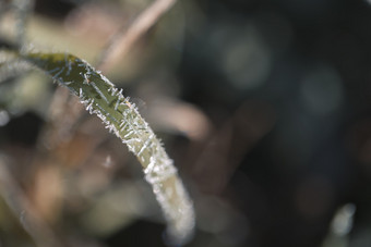 霜降立冬<strong>植物</strong>结霜结冰