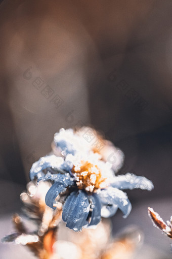 野花结冰上霜创意节气图片