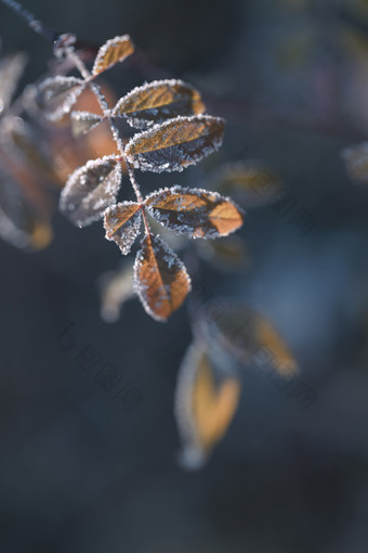 立冬霜降植物梦幻光斑素材