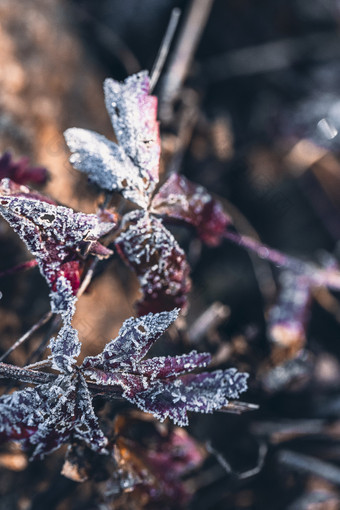 梦幻逆光植物结冰霜降立冬节气