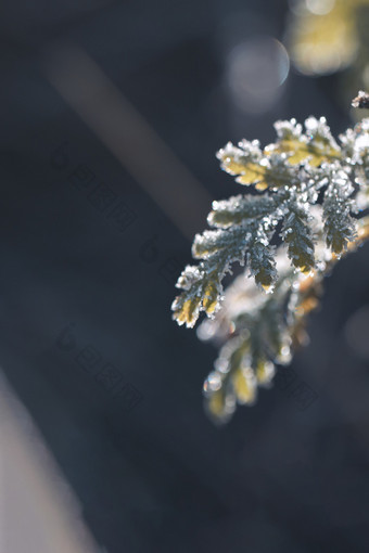 梦幻逆光植物结冰立冬节气