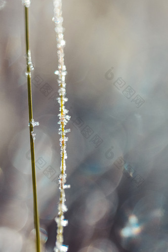 植物结冰上霜<strong>节气</strong>海报