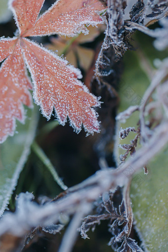 立冬植物结霜结冰