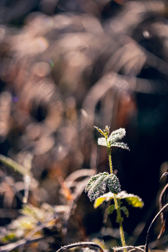 立冬结冰上霜的<strong>植物</strong>