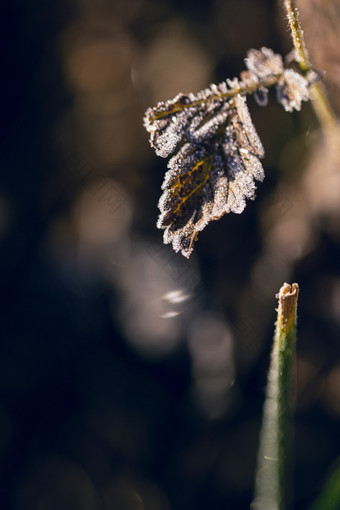 立冬结冰上霜的小草梦幻光斑