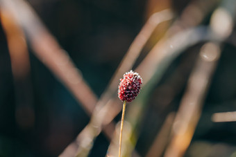 立冬<strong>节气</strong>逆光中挂满冰霜的植物