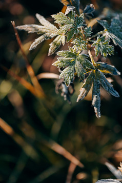 霜降节气晨光中的野草绿植