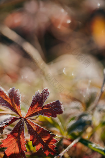 <strong>霜降</strong>时节结满冰霜的植物花草