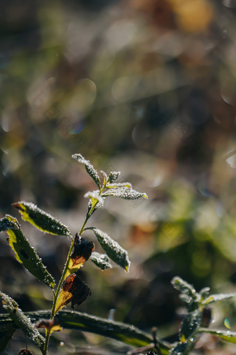 户外结冰的小草节气图片